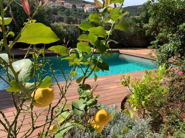 Villa Bleue - Les Pins Port Vendres Eksteriør bilde